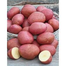 POMME DE TERRE  ROUGE VAP SAL RACL SAUT DE 2.5KG
