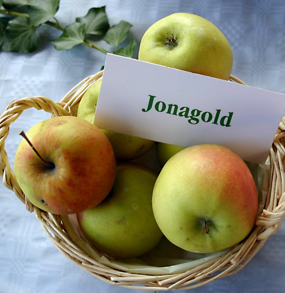 POMME  JONAGOLD DE  +/-   100GR